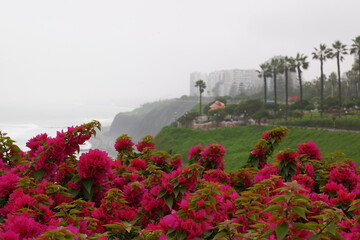 Fototapeta premium Bougainvillea flowers against a backdrop of buildings on the Pacific Ocean in the Miraflores district of Lima.