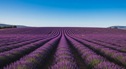 Lavender fields in bloom under clear blue sky Tasmania
