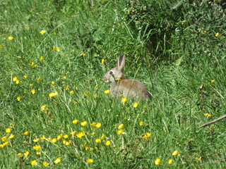 Wild Rabbit in green grass with buttercups on edge of field