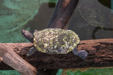 A red-eared slider turtle basks on a wooden log above a clear water pond in Isla Perico, Panama. This image showcases the peaceful behavior of freshwater turtles in their tropical habitat. 
