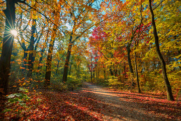 Obraz premium Picturesque Sunny Autumn Nature Landscape. Majestic Forest Fall Trees and Colorful Leaves Along Serene Trail. Soft Sunlight Scenic Outdoors Background best View. Top Popular Best Environment Ecology