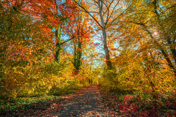 Picturesque Sunny Autumn Nature Landscape. Majestic Forest Fall Trees and Colorful Leaves Along Serene Trail. Soft Sunlight Scenic Outdoors Background best View. Top Popular Best Environment Ecology