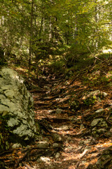 Green moss covering rocks and tree roots in the autumn forest, contrasting beautifully with the fallen yellow and orange leaves