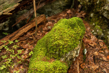 Green moss covering rocks and tree roots in the autumn forest, contrasting beautifully with the fallen yellow and orange leaves