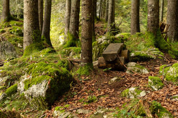 Green moss covering rocks and tree roots in the autumn forest, contrasting beautifully with the fallen yellow and orange leaves