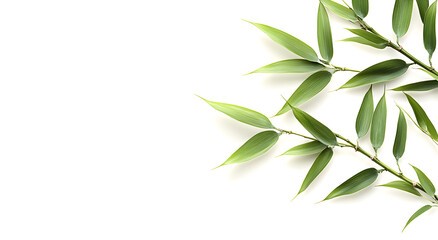 Delicate green bamboo leaves and stems gracefully arranged on a clean white background with ample copy space