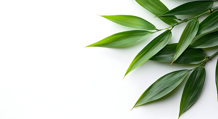 Vibrant green leaves with a glossy texture cascade across a clean white background with ample copy space