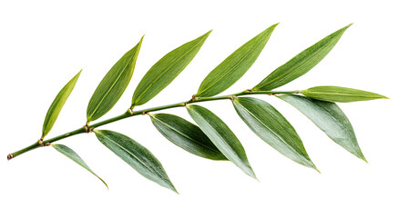 A single branch with multiple elongated green leaves against a pure white background showcasing natural beauty and simplicity in detail