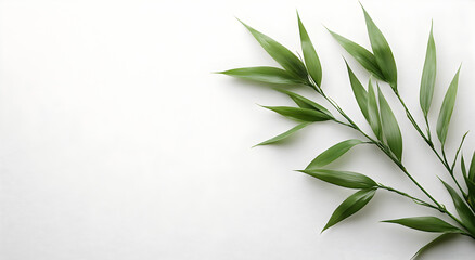 Delicate green bamboo leaves on a clean white background with ample copy space for design elements