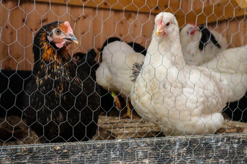 Black and white chickens standing behind a wire mesh fence in a wooden chicken coop. The image captures the contrast of feather colors and the structure of poultry housing in a rustic farm setting.