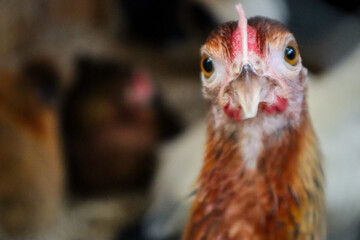 Close-up portrait of a brown rooster inside a chicken coop. The image captures the bird's bright red comb, textured white feathers, and alert expression. The authentic farm atmosphere.