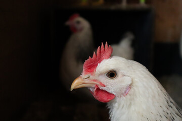 Portrait of a white rooster with a bright red comb on a neutral background. Clean feathers, sharp beak, expressive gaze. Symbol of morning energy, countryside life, and traditional farming.
