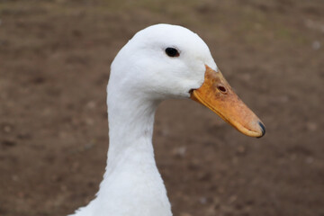 Portrait of a white young goose close-up in the wild. Beautiful white goose during a walk in the garden. Goose eye and beak close-up. Domestic, purebred goose on a farm. Poultry.