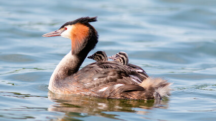 great crested grebe