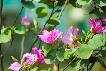Vibrant pink orchid flowers blooming gracefully on a branch in a serene garden setting, ideal for nature lovers and botanical designs, adding a touch of elegance and tranquility