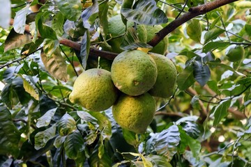 Riesige Sorrento-Zitronen reifen auf einem Baum