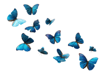 A Beautiful Collection of Blue Butterflies in Flight, Displaying Their Intricate Patterns and Vibrant Colors  isolated on transparent background