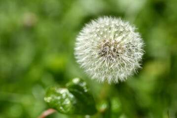 Dandelion seed head against blurry green background