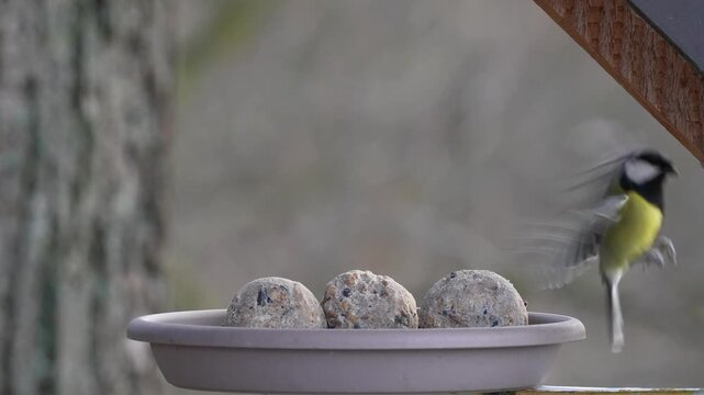 Kohlmeise (Parus major), Blaumeise (Cyanistes caeruleus), Meisenkn&ouml;del, Winter