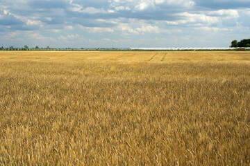 expansive golden wheat field under a partially cloudy sky with distant poly tunnels concept of agriculture, farming, food production