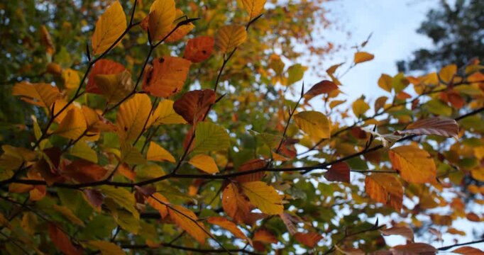 Autumn Fall tree leaves gold copper brown colors slow motion