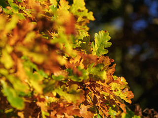 Beautiful oak leaves colored in autumn shades.
