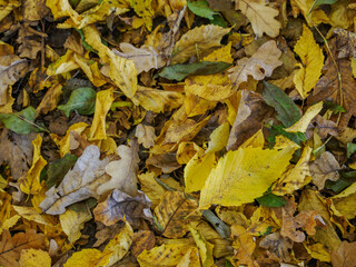 Fallen beech leaves lying on the ground.
