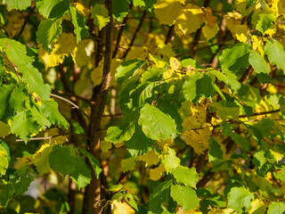 Beautiful autumn-colored hazel leaves on a tree.
