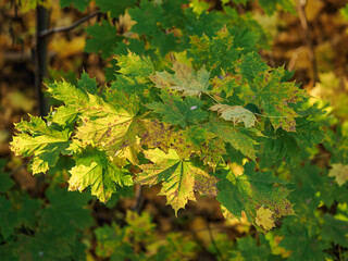 Beautifully colored maple autumn leaves on a tree in the forest.
