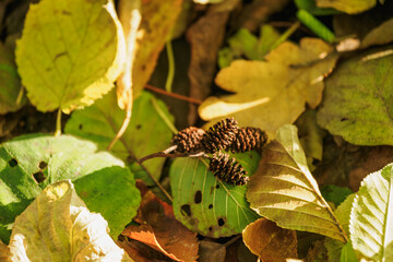 Alder cone lying on fallen alder and oak leaves.

