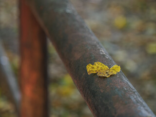 Yellow fallen linden leaf on a metal railing.
