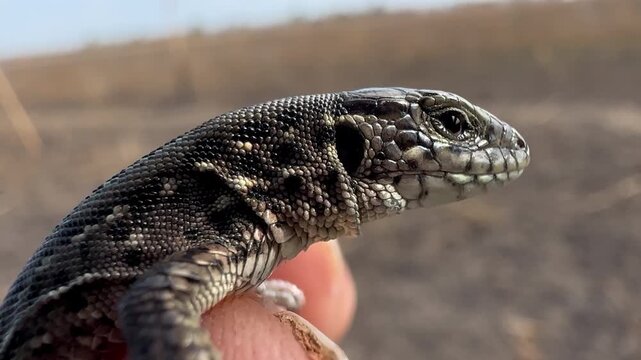 Striped lizard, small and frightened young reptile, breathes deeply in fear in man's fingers, which hold it tightly, against the backdrop of dry summer meadow