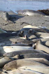 Fototapeta premium Highway 1 - San Simeon