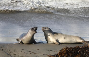 Elephant de mer de Highway 1 - San Simeon