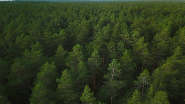 Aerial View of a Lush Green Forest A Serene Landscape of Towering Trees and Canopy