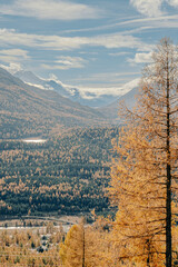 Railway tracks lead through a golden autumn forest in the Swiss Alps under a bright blue sky. The sunlight filters through larch trees, creating a warm and peaceful mountain atmosphere.