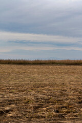 wide field or meadow in the natural preserve near Rohrspitz in Höchst Vorarlberg Austria on Lake Constance Bodensee in autumn