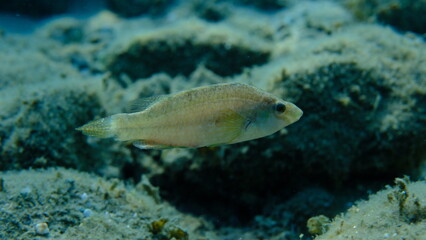 Grey wrasse (Symphodus cinereus) undersea, Aegean Sea, Greece, Halkidiki, Pirgos beach