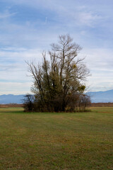 trees in the wide fields or meadows in the natural preserve near Rohrspitz in Höchst Vorarlberg Austria on Lake Constance Bodensee in autumn