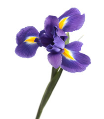 Close-up violet, blue, yellow Iris Flower isolated on white.