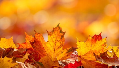 Autumn leaves in vibrant colors create a beautiful seasonal display.