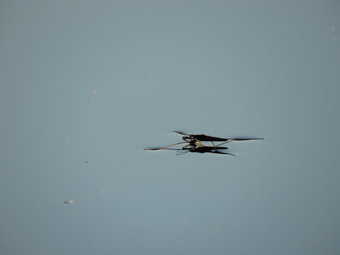 Water Scater / Water Strider (Gerridae) Insect on surface of smooth water with reflection