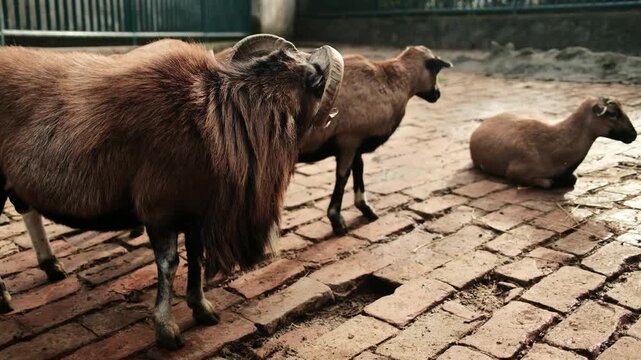 Group of brown mouflons resting on old brick pavement at Belgrade Zoo in autumn. Peaceful rural atmosphere with warm natural tones. Horizontal 4k footage