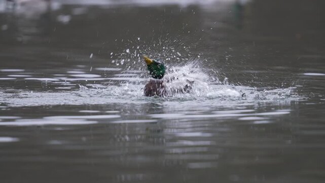 Stockente (Anas platyrhynchos), M&auml;nnchen, baden, Teich 