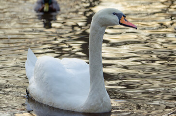 swan on the lake