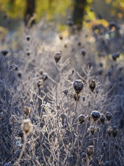Frost on fennel seeds on the plant outdoors in nature.
