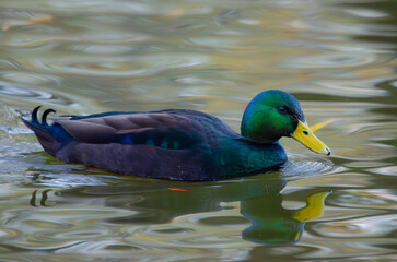 duck in water