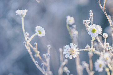 Frost on white wild chamomile flowers.
