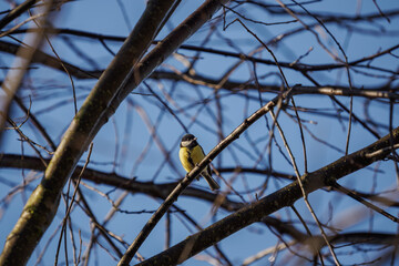 Great tit sitting on a leafless branch.
