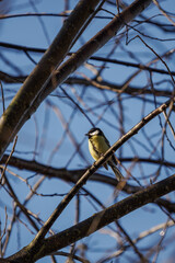 Great tit sitting on a leafless branch.
